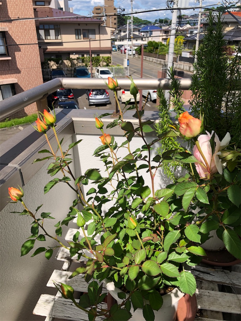 f:id:nemogon:20220528104501j:image