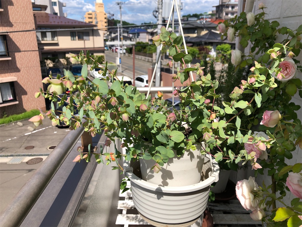 f:id:nemogon:20220528104607j:image