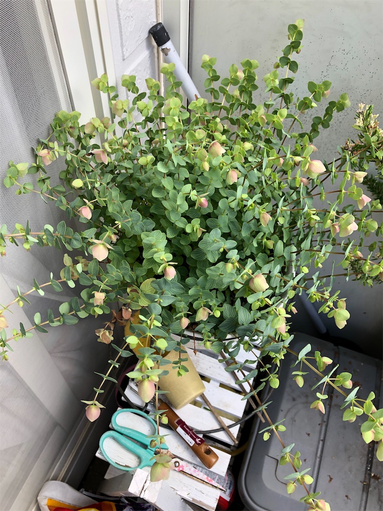 f:id:nemogon:20220528104614j:image