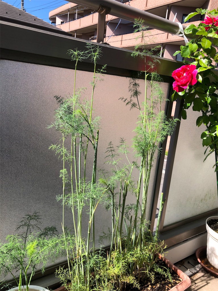 f:id:nemogon:20220528104632j:image