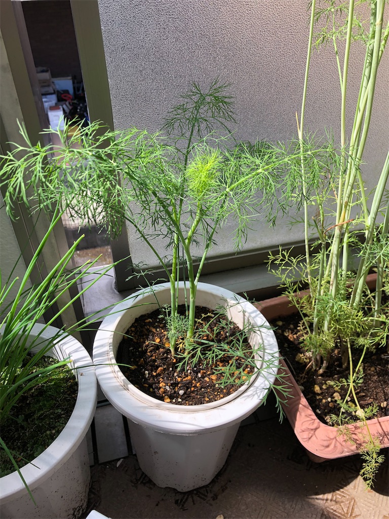 f:id:nemogon:20220528104637j:image