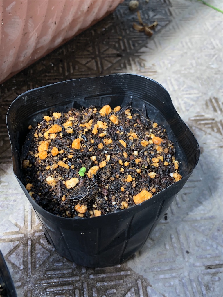 f:id:nemogon:20220528105023j:image