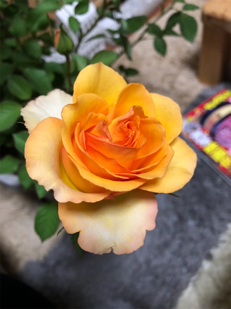 f:id:nemogon:20220601095641j:image