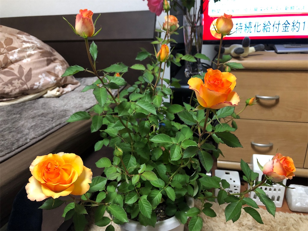 f:id:nemogon:20220601095648j:image