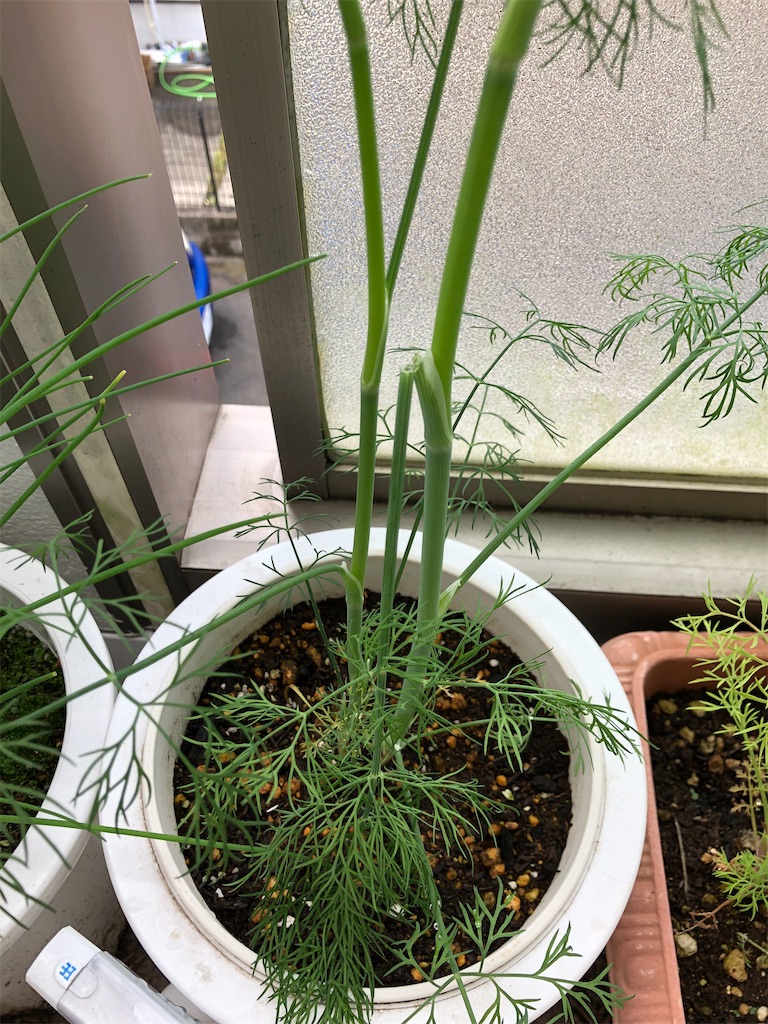 f:id:nemogon:20220601100356j:image