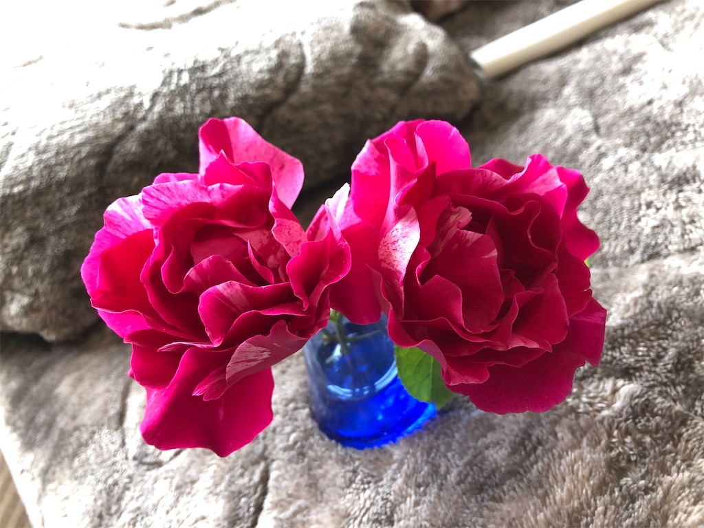 f:id:nemogon:20220601100645j:image