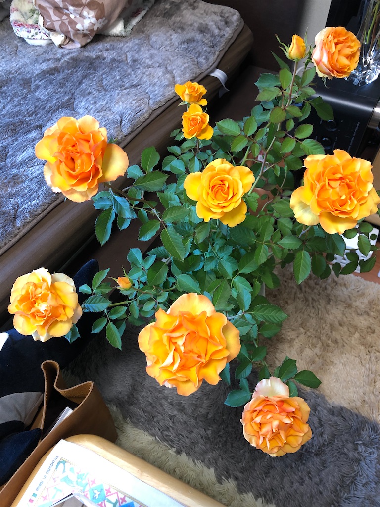 f:id:nemogon:20220604142105j:image