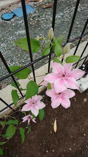 f:id:nemokoro:20160928191859j:plain f:id:nemokoro:20160928191859j:plain