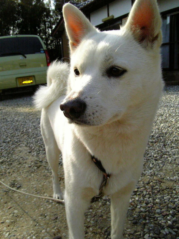 f:id:nemoyan:20100430231419j:image