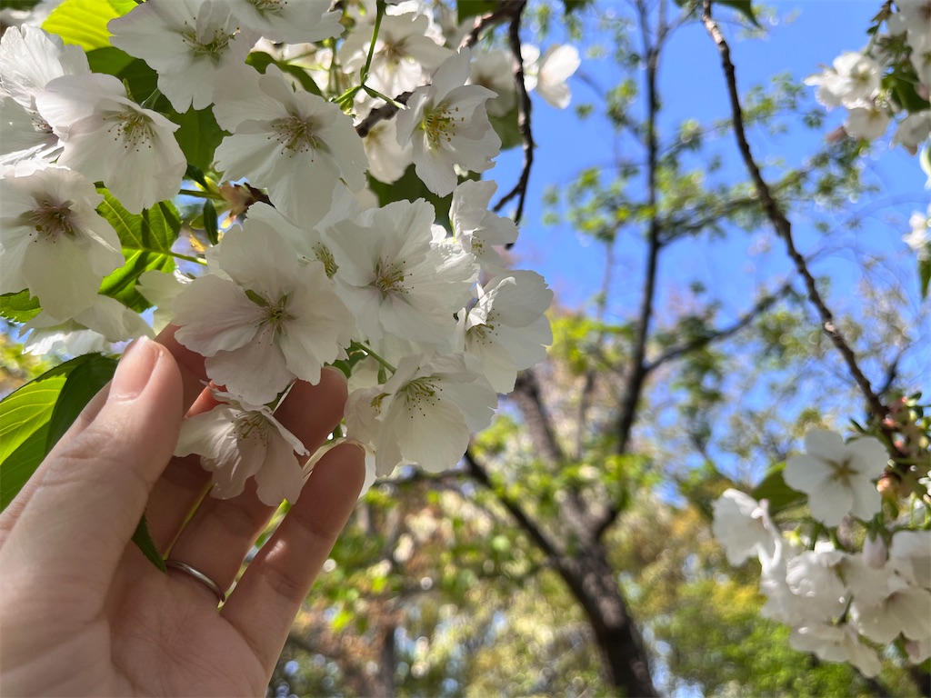 f:id:nemui_tanuki:20240415082452j:image