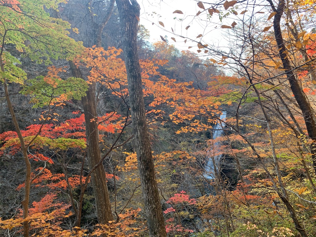 f:id:nemuimiii:20221126184645j:image