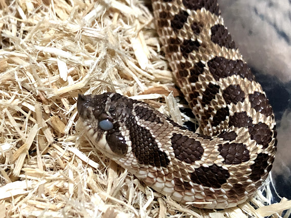 うちのセイブシシバナヘビ ねむたい爬虫類ブログ