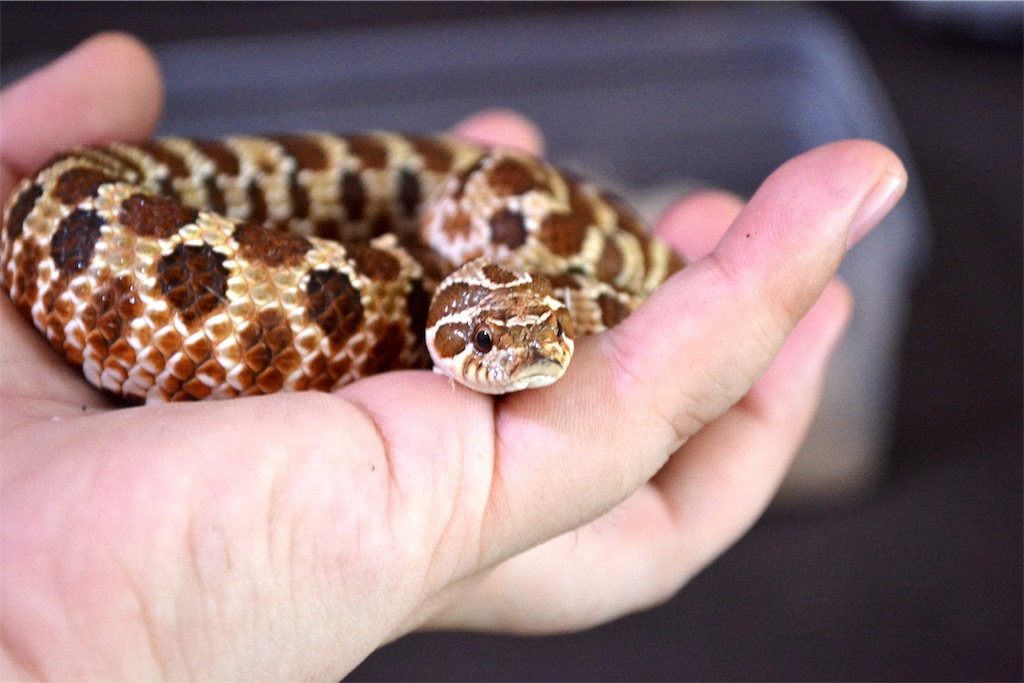 脱皮後のセイブシシバナヘビ ねむたい爬虫類ブログ