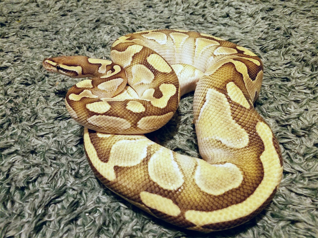 f:id:nemuitan:20191005195548j:image f:id:nemuitan:20191005195548j:image