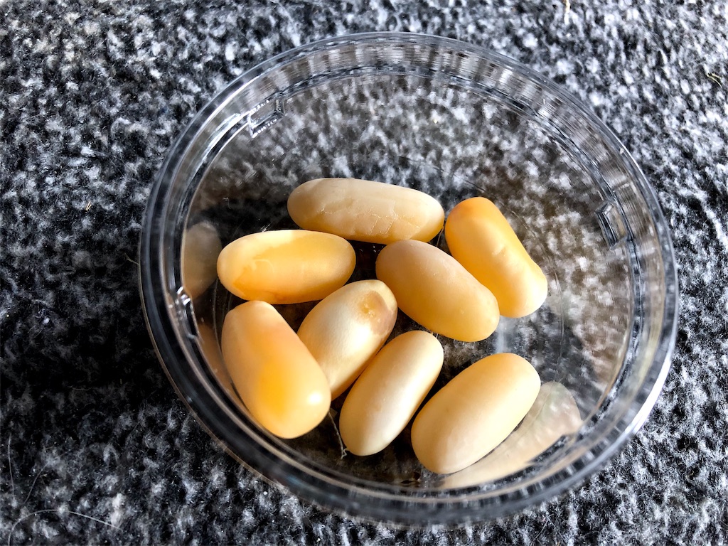 f:id:nemuitan:20191006055107j:image f:id:nemuitan:20191006055107j:image