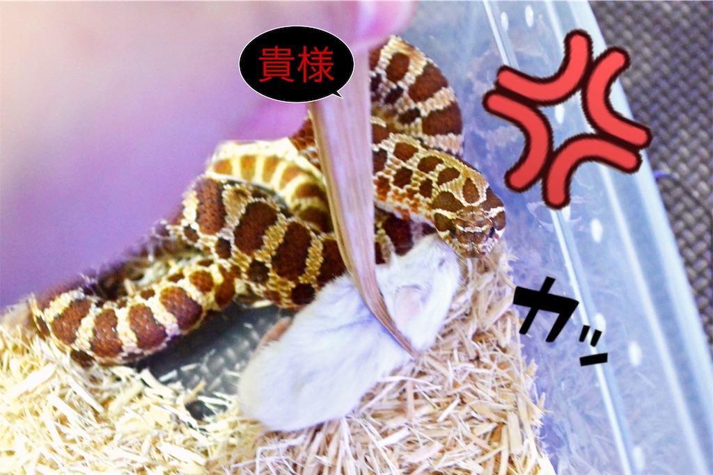 f:id:nemuitan:20191008164214j:image f:id:nemuitan:20191008164214j:image