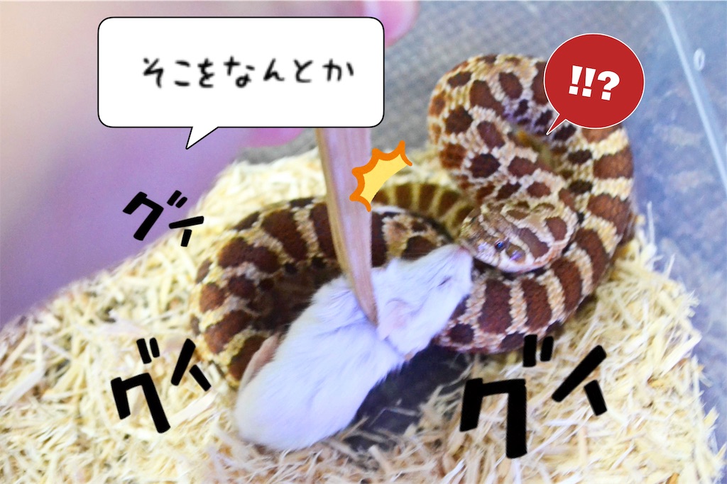f:id:nemuitan:20191008164218j:image f:id:nemuitan:20191008164218j:image