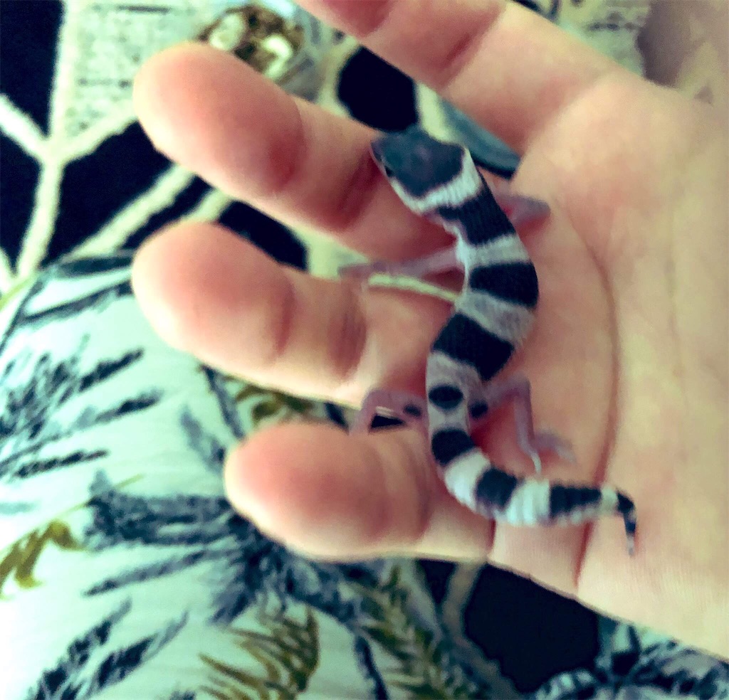 f:id:nemuitan:20191014122109j:image f:id:nemuitan:20191014122109j:image