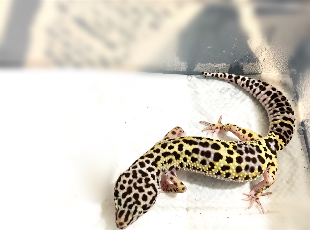 f:id:nemuitan:20191014215421j:image f:id:nemuitan:20191014215421j:image