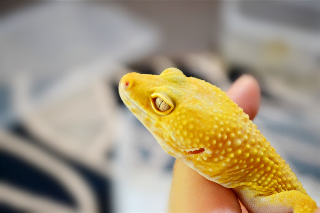 f:id:nemuitan:20191014220530j:image f:id:nemuitan:20191014220530j:image