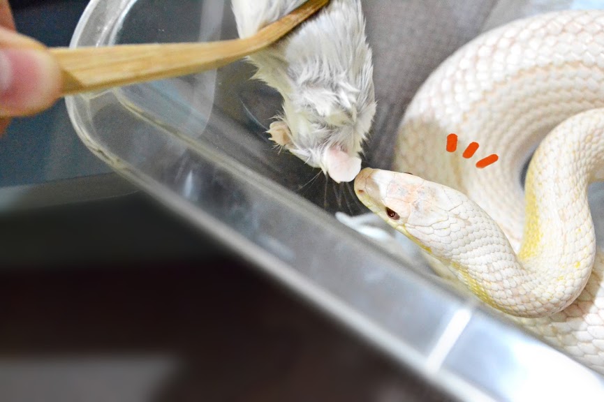 f:id:nemuitan:20191022110801j:plain f:id:nemuitan:20191022110801j:plain