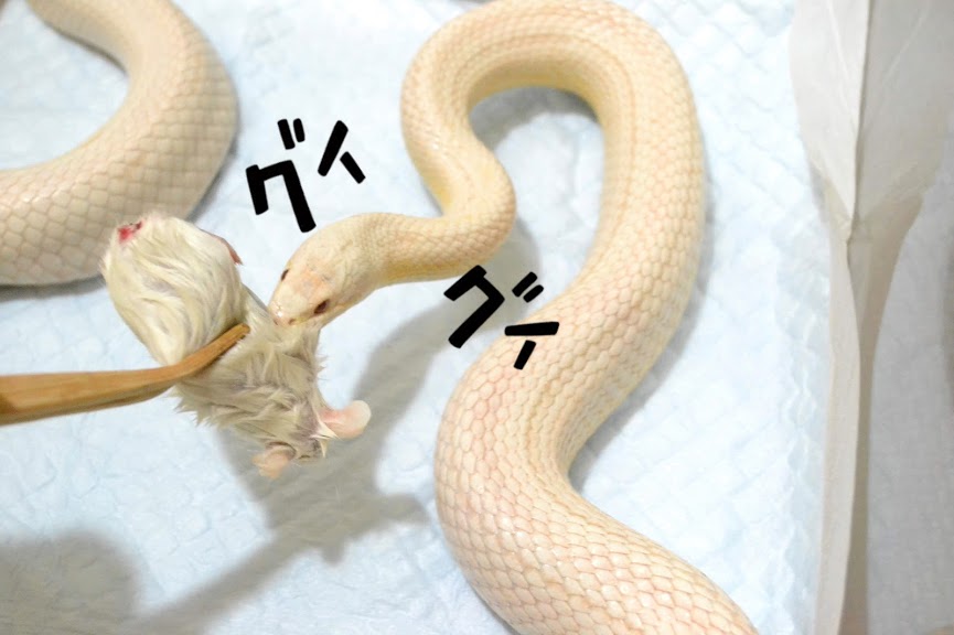 f:id:nemuitan:20191022111720j:plain f:id:nemuitan:20191022111720j:plain