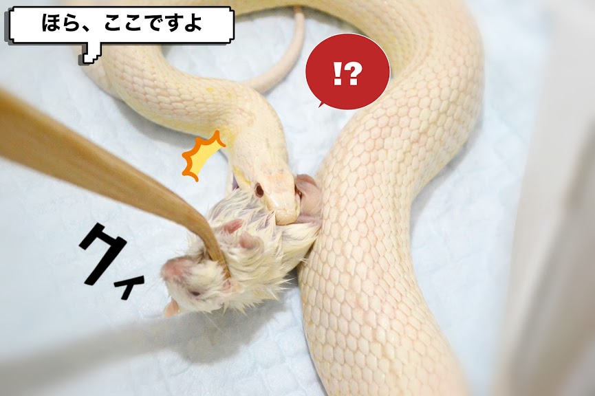 f:id:nemuitan:20191022112608j:plain f:id:nemuitan:20191022112608j:plain