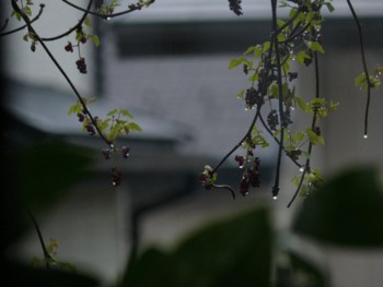 f:id:nemuitori:20100327194607j:image