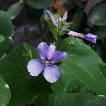 f:id:nemuitori:20100327194611j:image