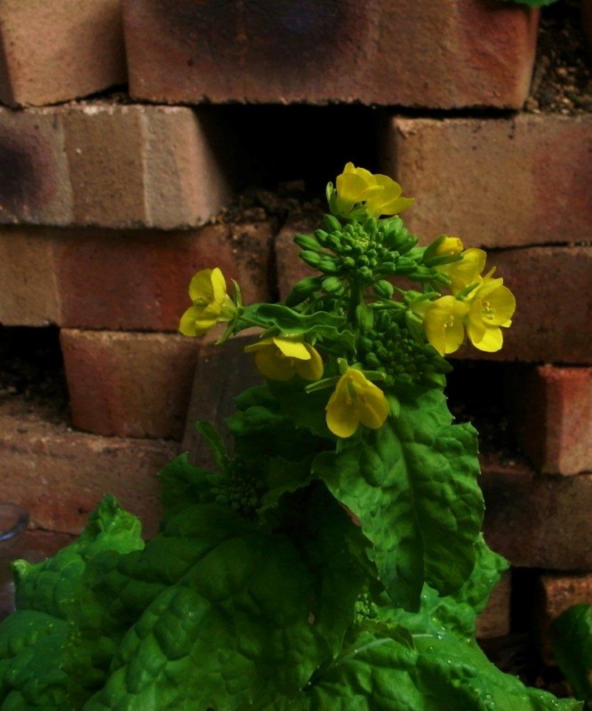 f:id:nemuitori:20100402162045j:image