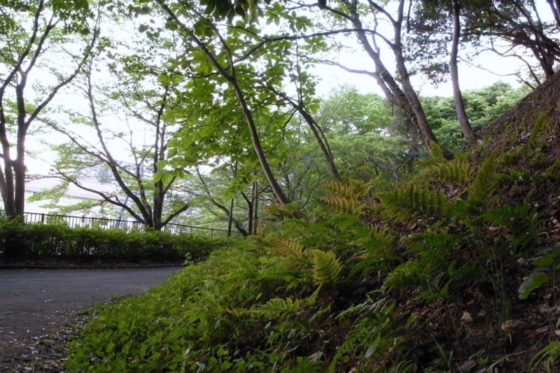 f:id:nemuitori:20100528095058j:image