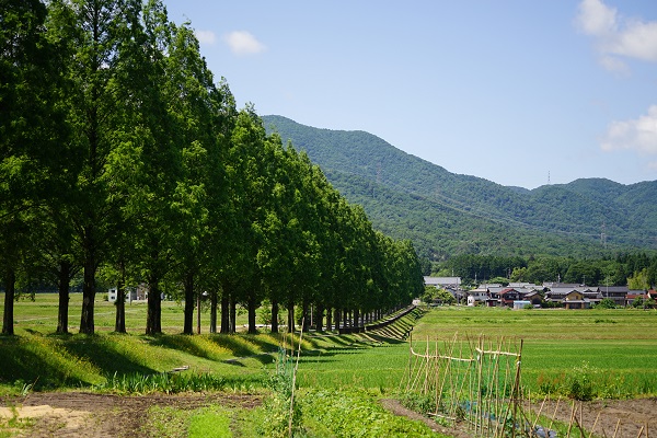 f:id:nemuneco-r:20180612205339j:plain 滋賀・メタセコイア並木道の新緑