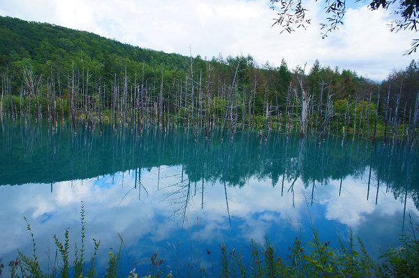 f:id:nemuneco-r:20180704123815j:plain 夏の北海道旅行「美瑛」