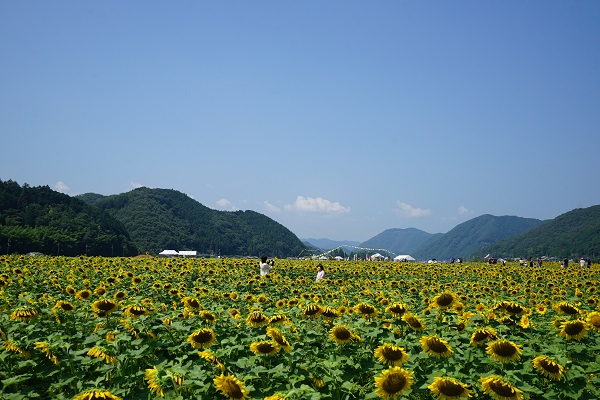 佐用町南光ひまわり畑・林崎