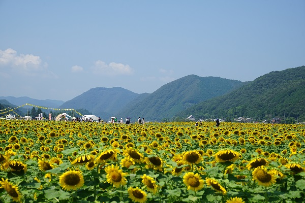 佐用町南光ひまわり畑・林崎