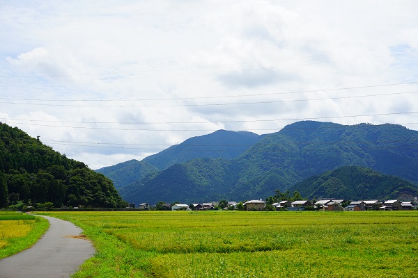 若狭小浜 恵のひまわり畑近くの田舎道