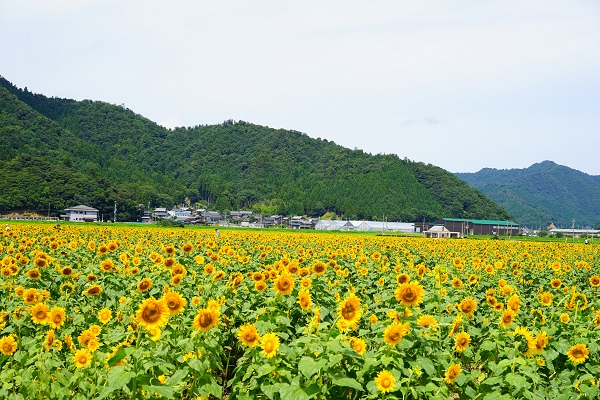 若狭小浜 恵のひまわり畑