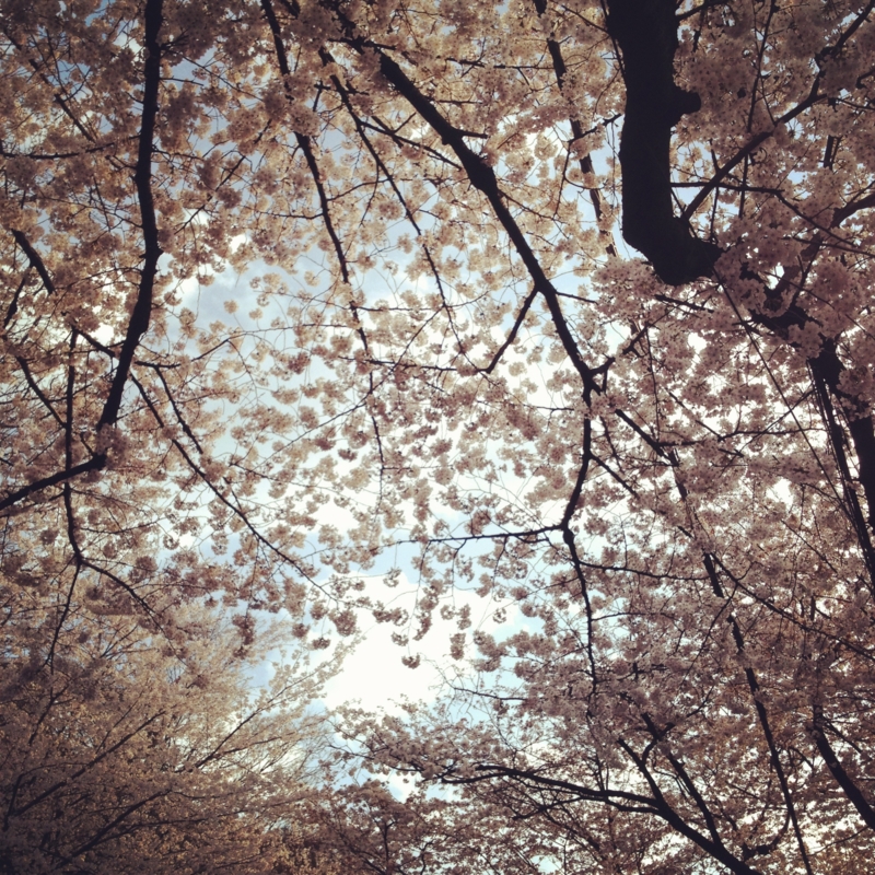 f:id:nemunoki-letter:20120409225427j:image:w360