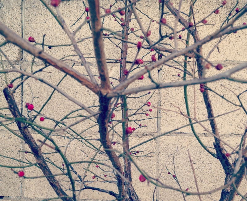 f:id:nemunoki-letter:20131231170048j:image