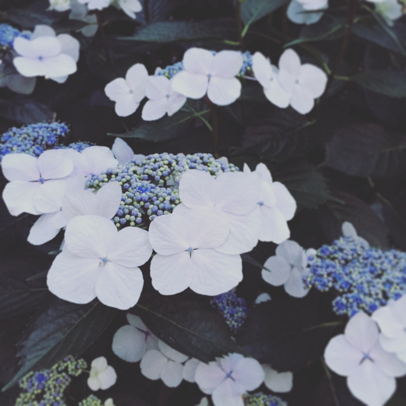 f:id:nemunoki-letter:20160602185123j:image