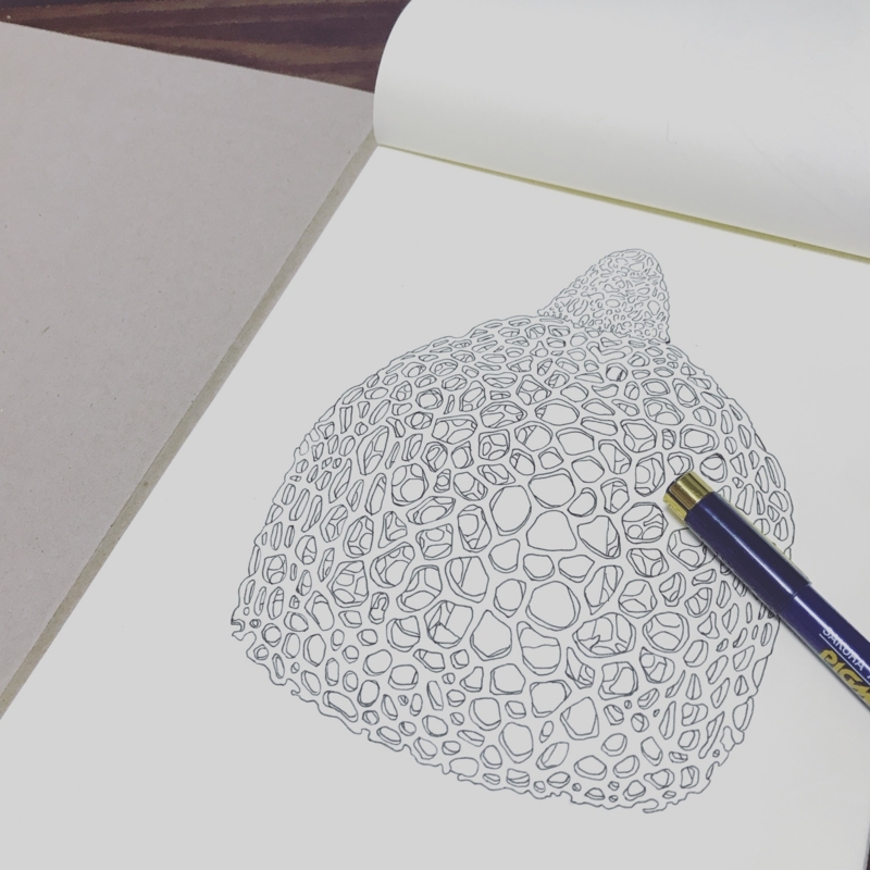 f:id:nemunoki-letter:20170607103109j:image