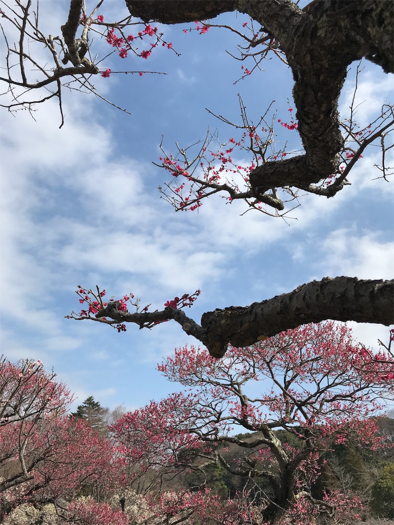 f:id:nemutan08:20180311164237j:image f:id:nemutan08:20180311164237j:image