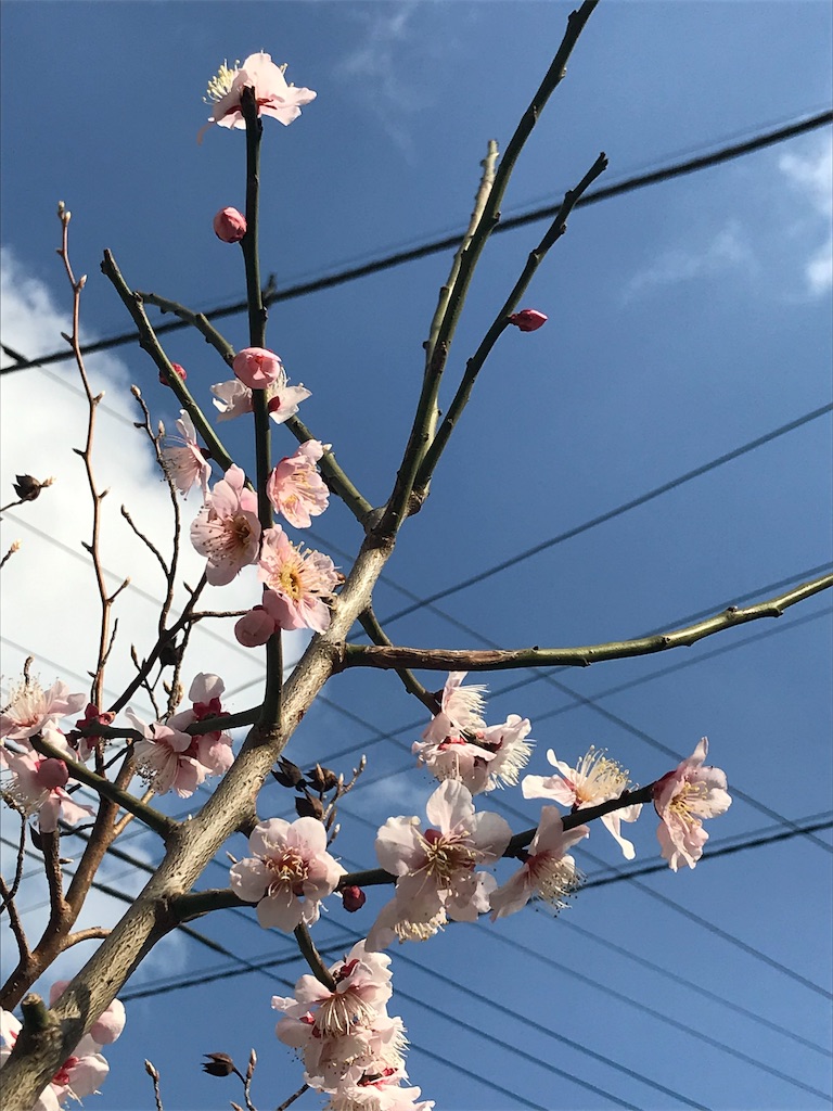 f:id:nemutan08:20190220193807j:image f:id:nemutan08:20190220193807j:image