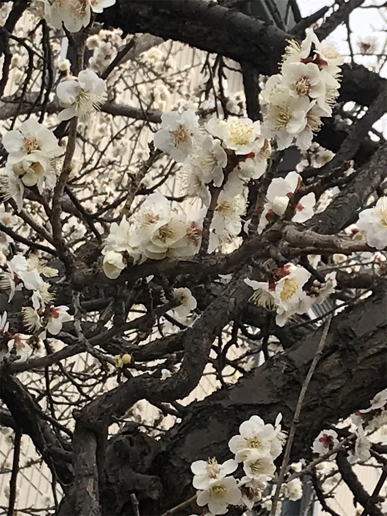 f:id:nemutan08:20190220193831j:image f:id:nemutan08:20190220193831j:image
