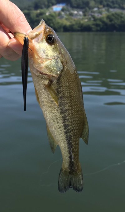 f:id:nenashilife:20200531141103j:plain f:id:nenashilife:20200531141103j:plain