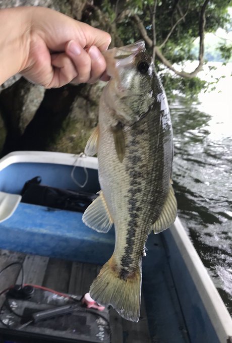 f:id:nenashilife:20200531141119j:plain f:id:nenashilife:20200531141119j:plain