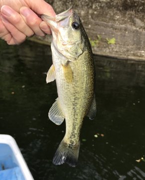 f:id:nenashilife:20200531141238j:plain f:id:nenashilife:20200531141238j:plain