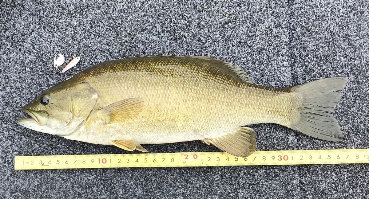 f:id:nenashilife:20200928195640j:plain