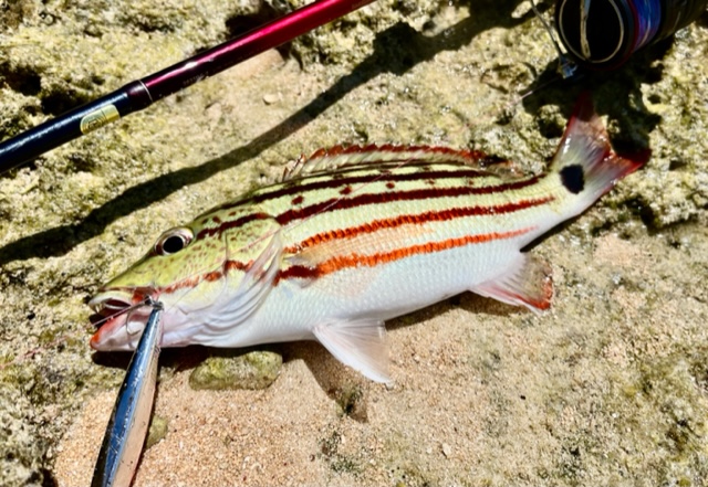 21ツインパワーXD C3000XGを購入 - Train-Fishing