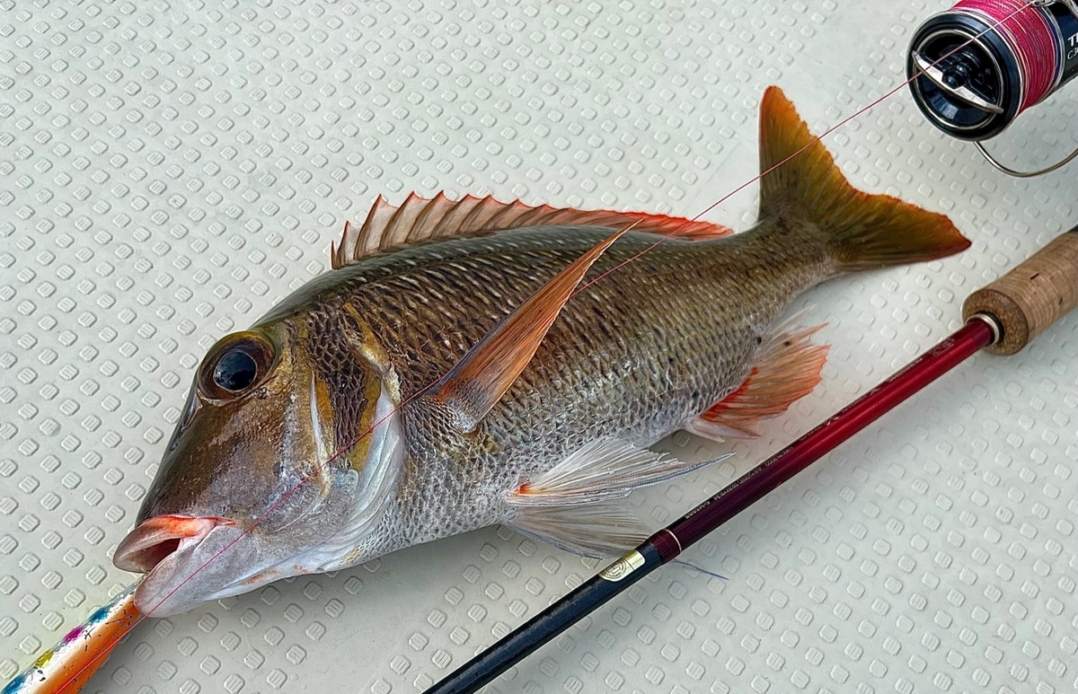 石垣島ライト 無の海にｇｔ現る Train Fishing